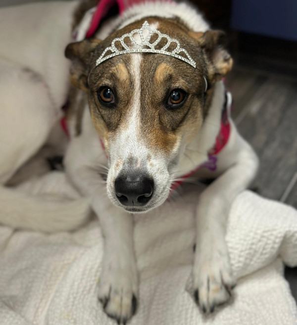 Sacramento Dog Pet Wellness Plans